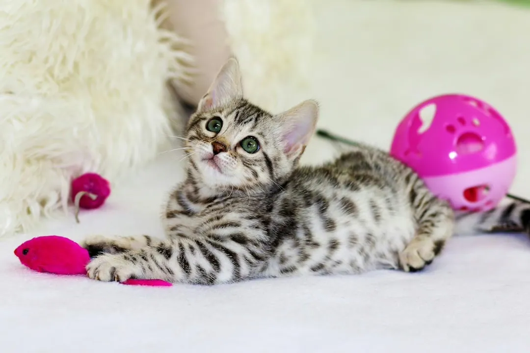 Die Bedeutung der Katzengesundheit: Tipps für ein gesundes Haustier