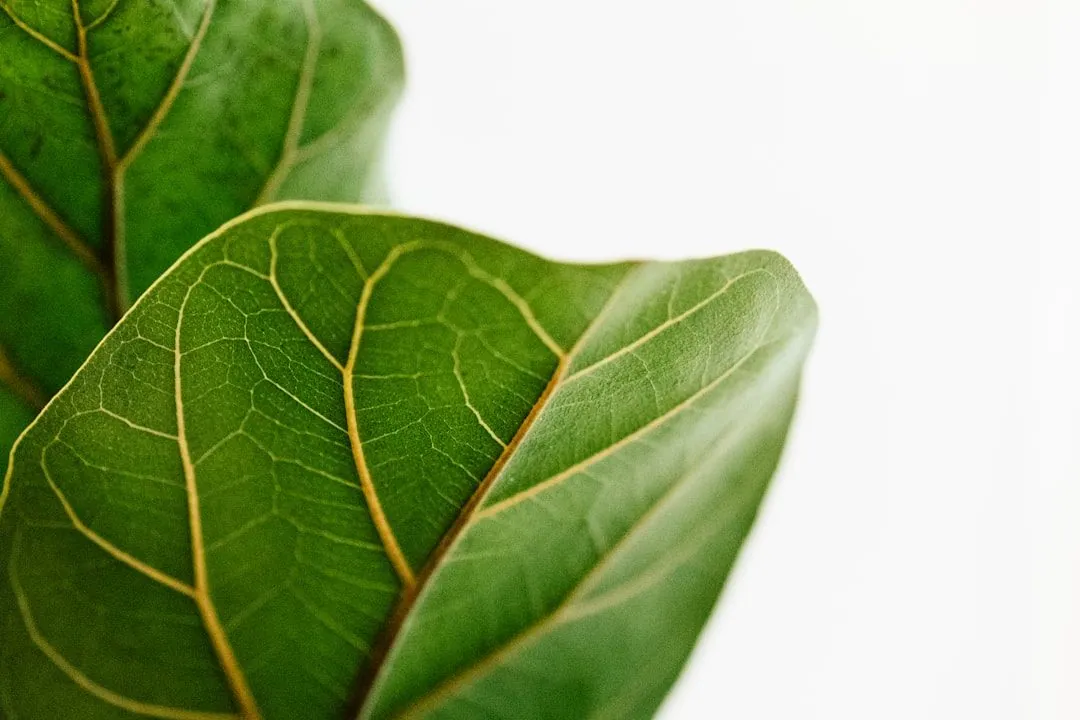 Die Bedeutung von pflanzlicher Ernährung: Alles über vegane Ernährung