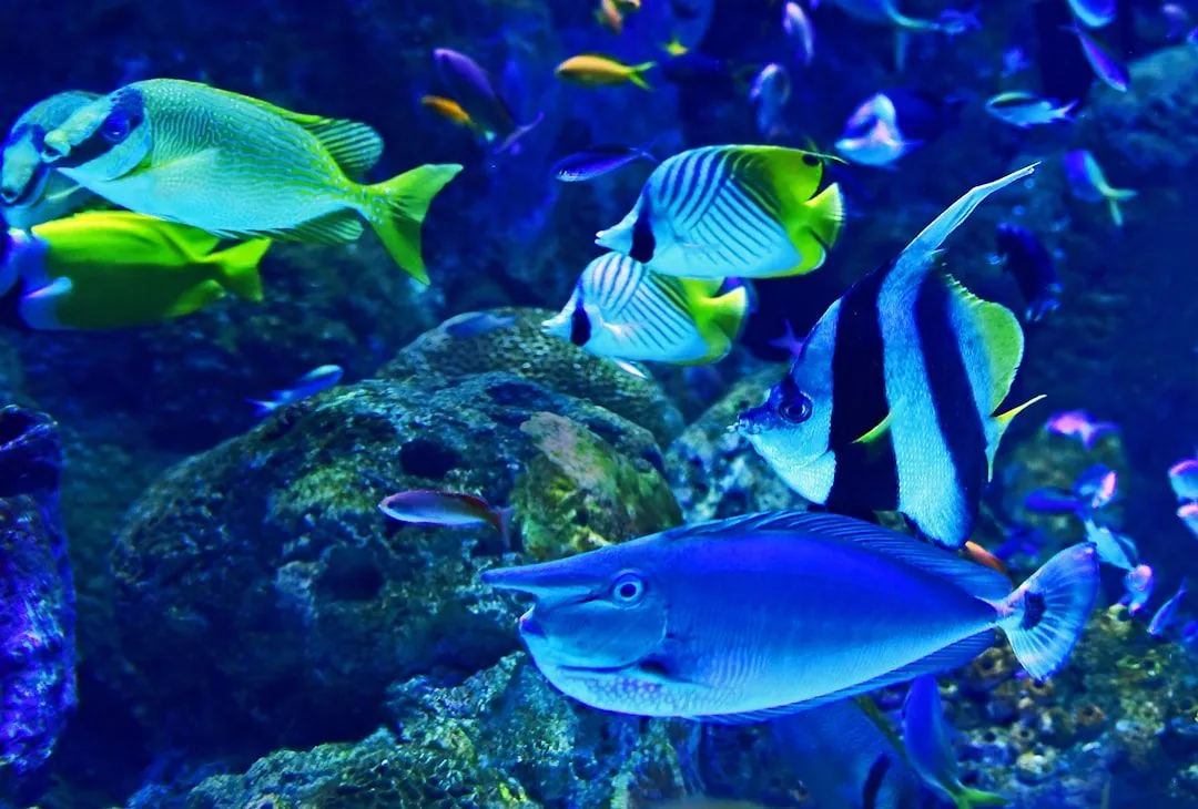 Wie beginnt man ein Aquarium zu Hause?