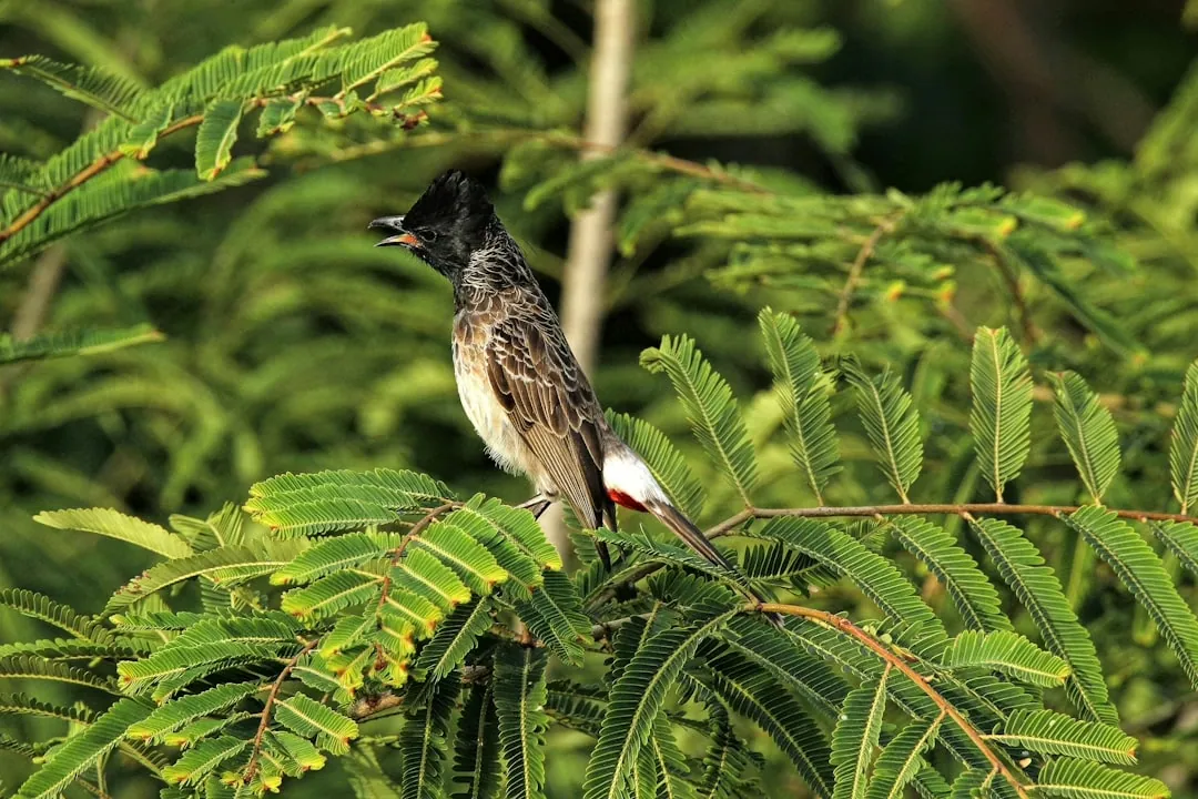 Die besten Reiseziele für Vogelbeobachtung