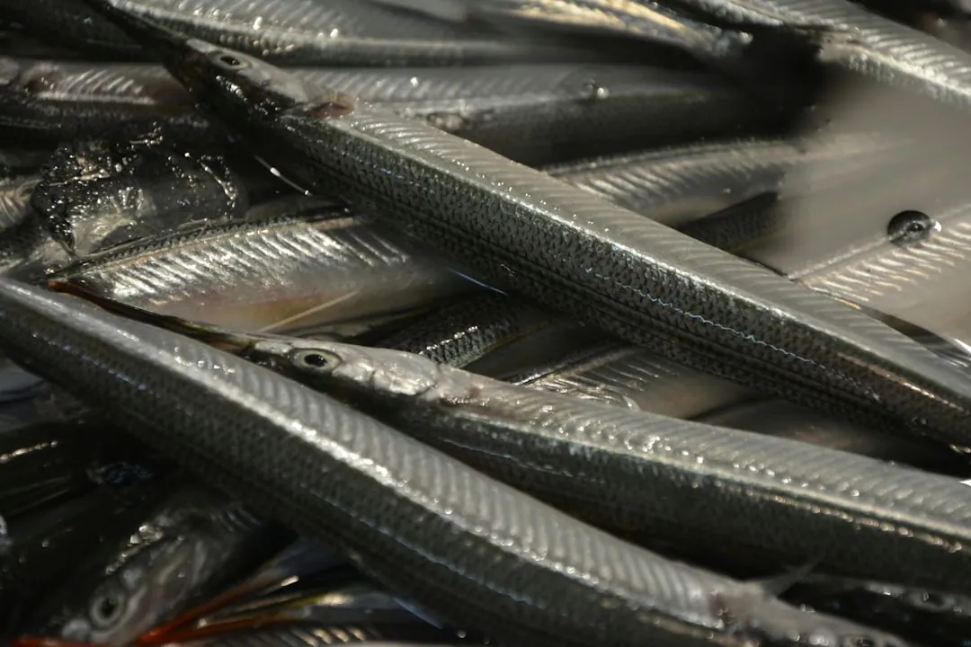 Delikate Fisch und Meeresfrüchte: Genuss aus dem Meer