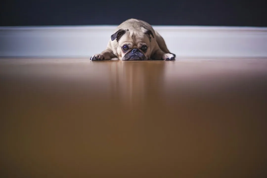 Effektives Hundetraining: Tipps und Tricks