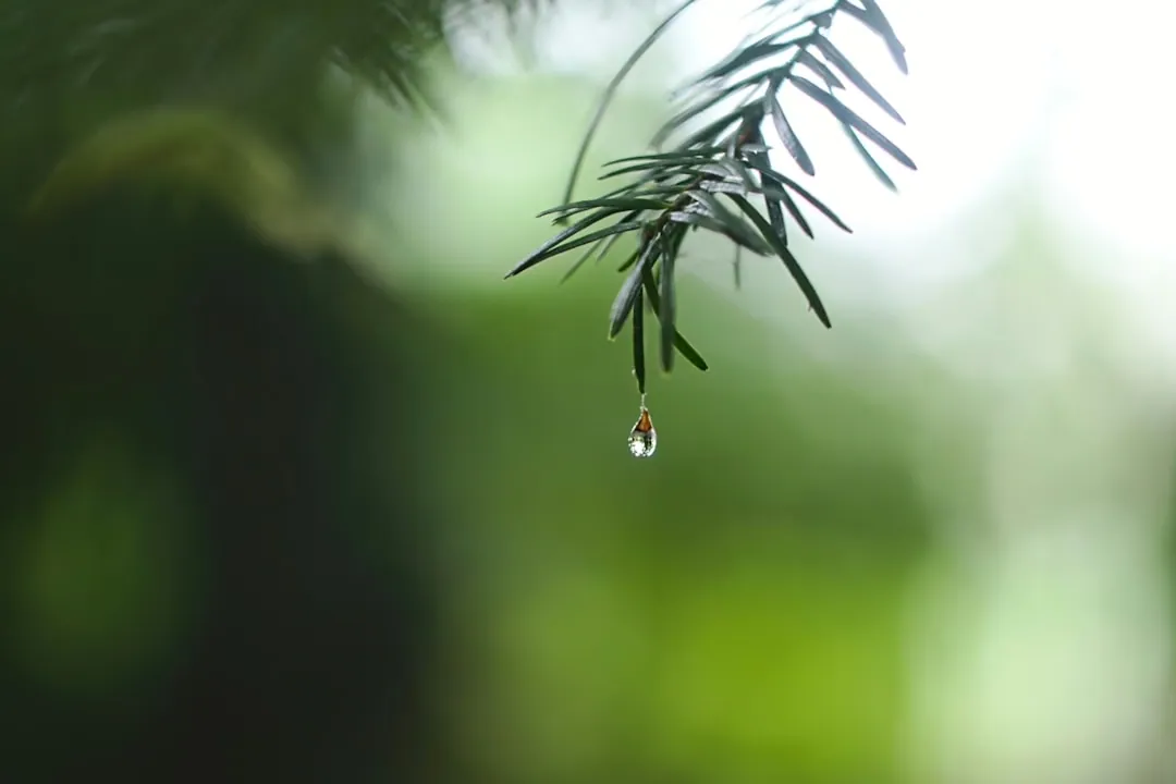 Effiziente Wassersparende Gartenlösungen