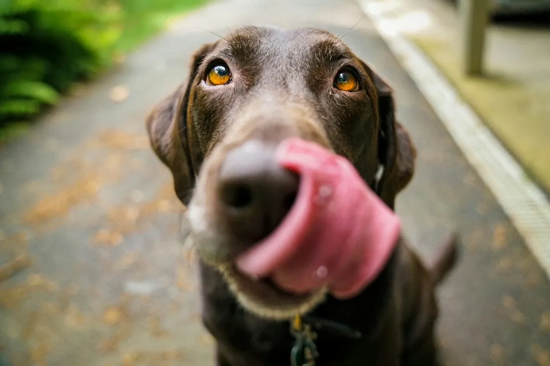 Ernährung für ältere Hunde: Tipps für die richtige Hundeernährung im Alter