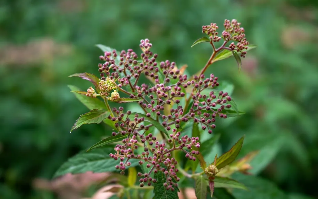 Gartengestaltung: Tipps für eine stilvolle Außenanlage