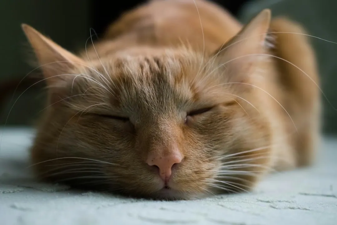 Die häufigsten Katzenkrankheiten: Prävention und Behandlung