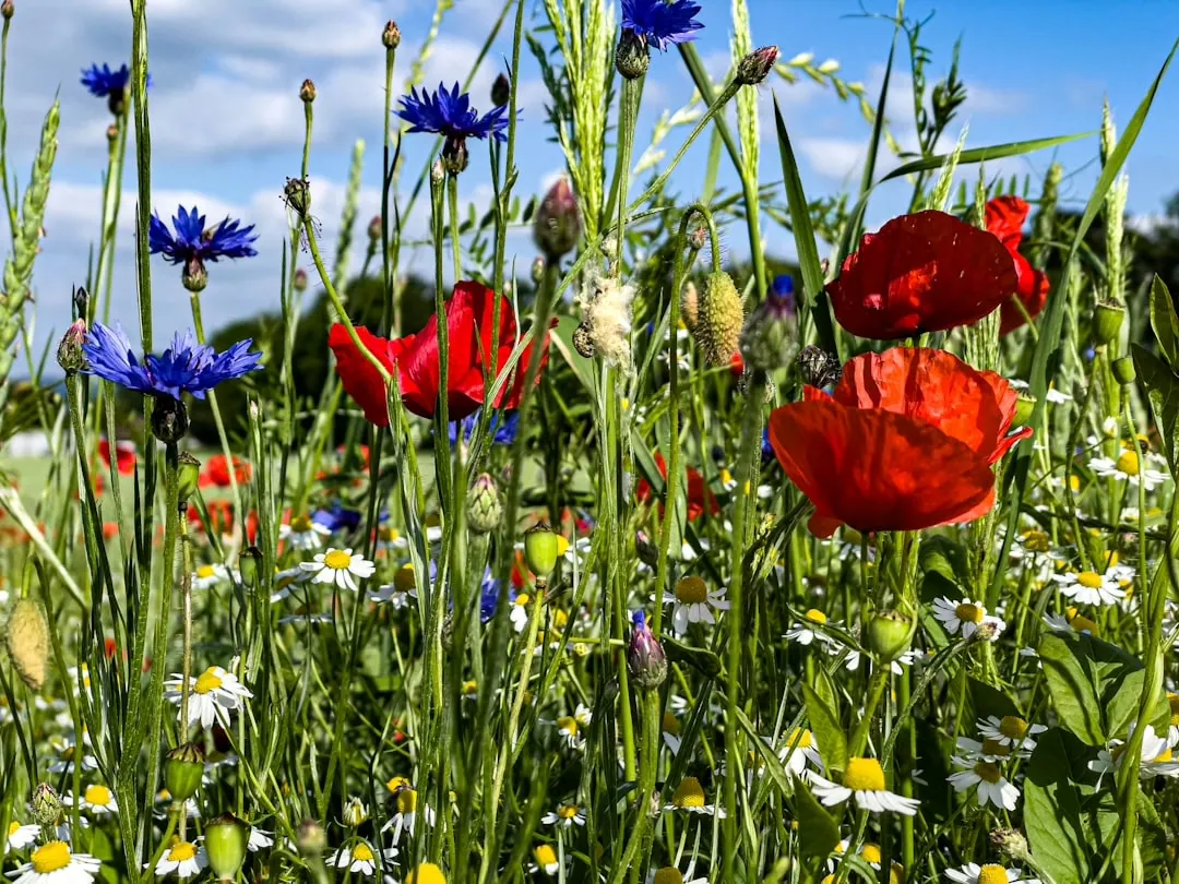 Der insektenfreundliche Garten: Tipps und Ideen