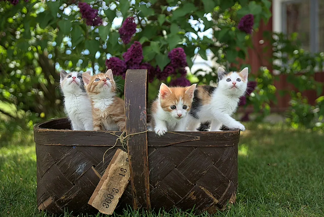Die Kunst der Katzenzucht: Alles über die richtige Aufzucht und Pflege