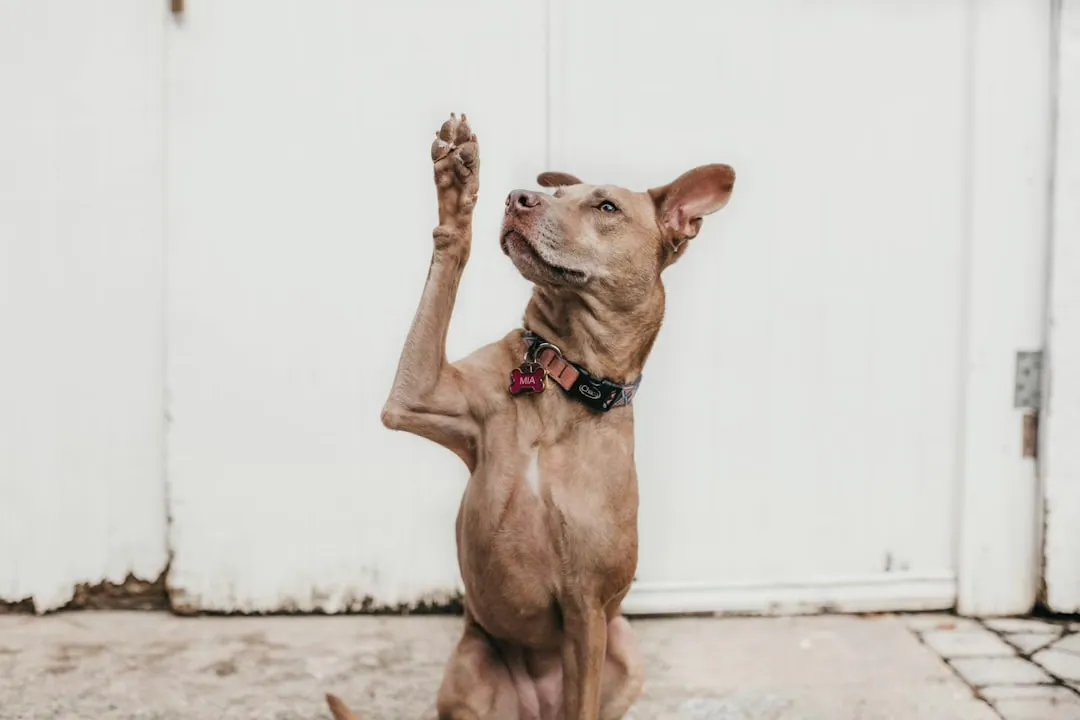 Ein neuer Hundespielplatz für unsere Vierbeiner