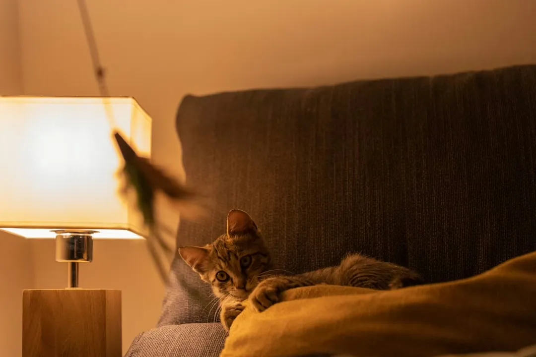 Das Verhalten von Katzen: Eine Analyse