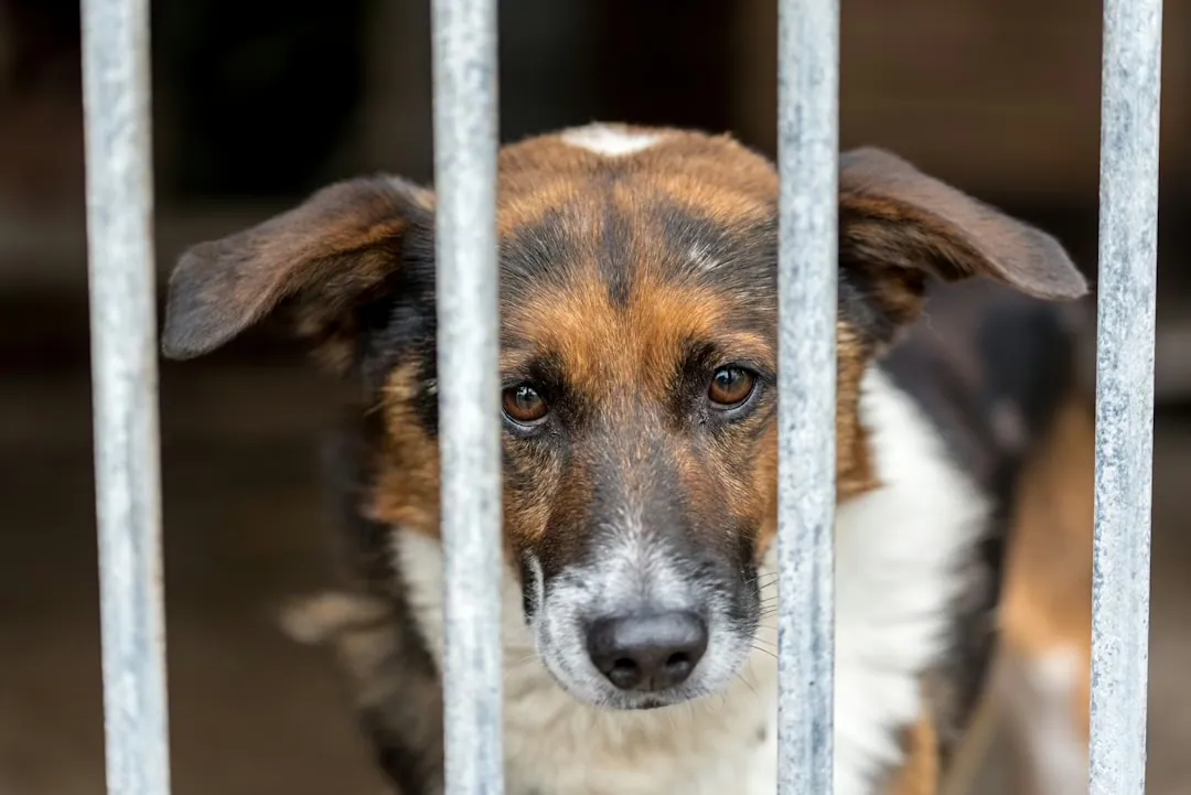 Die Vorteile der Haustieradoption