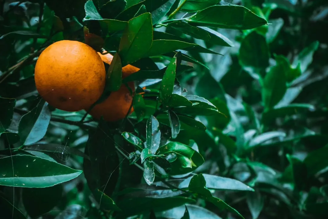 Die Vorteile von Naturkosmetik: Gesunde Schönheit für Haut und Umwelt
